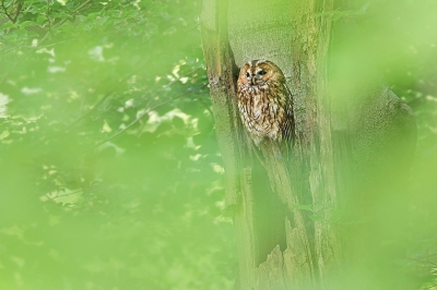 <i class='fa fa-user'></i> thijsglastra |   Bosuil  <i class='fa fa-eye'> 494</i>  <i class='fa fa-thumbs-up'> 6</i>   <i class='fa fa-comment-o'> 16</i>