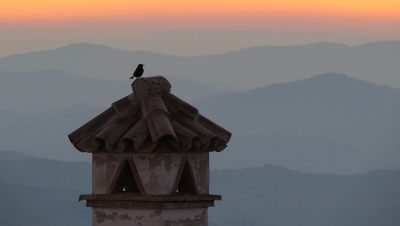 <i class='fa fa-user'></i> sieb |   Zwarte Tapuit  <i class='fa fa-eye'> 324</i>  <i class='fa fa-thumbs-up'> 17</i>   <i class='fa fa-comment-o'> 15</i>