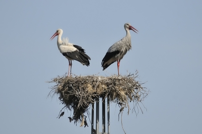 Naar aanleiding van de foto van Arnold - een witte en een grijze ooievaar gebroederlijk op het nest. De witte is zoals hij moet zijn, de grijze, naar mijn bescheiden mening, zonder het beest te willen beledigen, vuil.