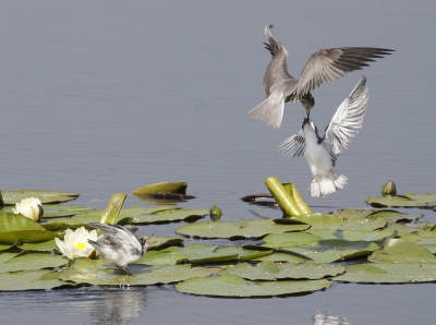 <i class='fa fa-user'></i> honderwa |   Zwarte Stern  <i class='fa fa-eye'> 346</i>  <i class='fa fa-thumbs-up'> 4</i>   <i class='fa fa-comment-o'> 6</i>