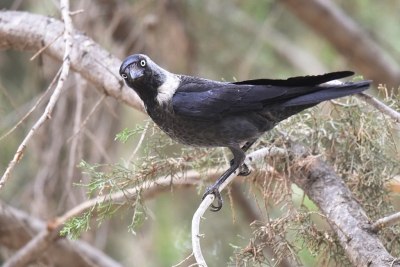 <i class='fa fa-user'></i> Gerard Visser |   Kauw  <i class='fa fa-eye'> 233</i>  <i class='fa fa-thumbs-up'> 1</i>   <i class='fa fa-comment-o'> 4</i>