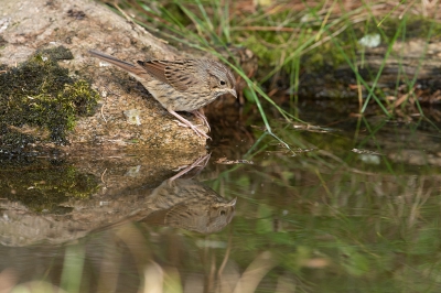 <i class='fa fa-user'></i> jan Luit |   Lincolns Gors  <i class='fa fa-eye'> 237</i>   <i class='fa fa-comment-o'> 4</i>