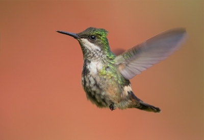 <i class='fa fa-user'></i> charlysax |   Gepluimde Koketkolibrie  <i class='fa fa-eye'> 254</i>  <i class='fa fa-thumbs-up'> 6</i>   <i class='fa fa-comment-o'> 7</i>