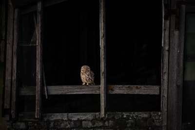 <i class='fa fa-user'></i> Hans Overduin |   Steenuil  <i class='fa fa-eye'> 336</i>  <i class='fa fa-thumbs-up'> 17</i>   <i class='fa fa-comment-o'> 12</i>