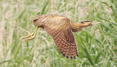 Vanuit een drukke Belgische vogelkijkhut een vliegende roerdomp kunnen fotograferen.Deze vloog verschillende malen op en neer tussen een rieteiland en een plas verder op.Uiteindelijk Bleken de bijna vliegvlugge jongen in dat rieteiland te zitten ,waarvan de fotos nog volgen.