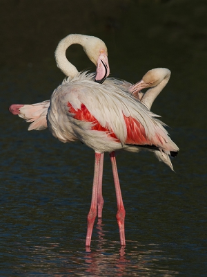 <i class='fa fa-user'></i> Robert Westerhof |   Flamingo  <i class='fa fa-eye'> 293</i>   <i class='fa fa-comment-o'> 6</i>