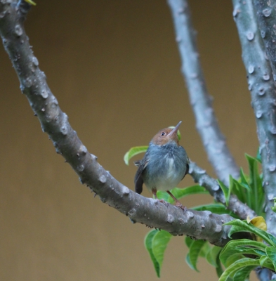 <i class='fa fa-user'></i> Wim van Daalen |   Roodwangsnijdervogel  <i class='fa fa-eye'> 157</i>   <i class='fa fa-comment-o'> 3</i>