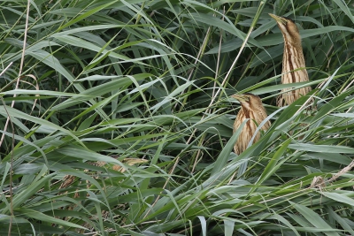 3 van de 4 juveniele,bijna volwassen roerdompen,die op enkele tientallen meters voor de vogelkijkhut omhoog kwamen klimmen in het metershoge riet.Wachtend tot eindelijk hun avondmaaltje gebracht zou worden.Dat duurde overigens behoorlijk lang.Gelukkig voor mij en de andere fotografen,want zo enorm veel opnames van een unieke situatie.