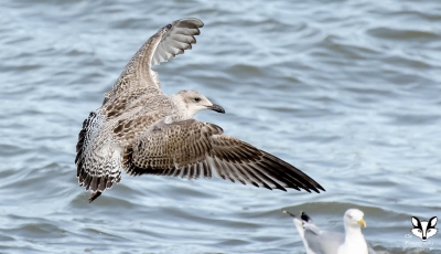 het zijn zeer mooie vogels om te fotograferen en zeker in de vlucht