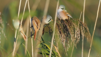 Een groepje baardmannetjes was aan het ontbijt bezig in de ochtendzon.