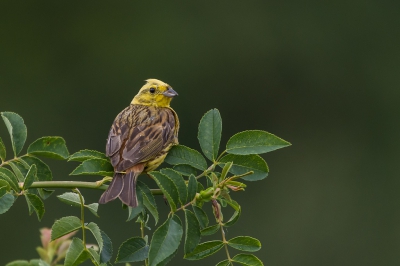 Tijdens een wandeling langs de Geul kwamen er een aantal Geelgorzen voorbij vliegen. In de regen ging deze er nog even voor zitten.