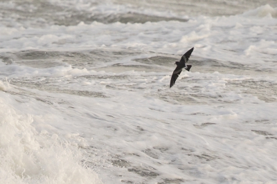 <i class='fa fa-user'></i> Peter Soer |   Vaal Stormvogeltje  <i class='fa fa-eye'> 281</i>  <i class='fa fa-thumbs-up'> 1</i>   <i class='fa fa-comment-o'> 3</i>