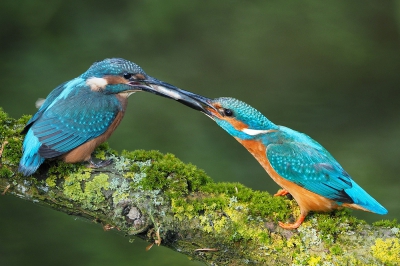 <i class='fa fa-user'></i> corvanspijk |   IJsvogel  <i class='fa fa-eye'> 334</i>  <i class='fa fa-thumbs-up'> 8</i>   <i class='fa fa-comment-o'> 5</i>