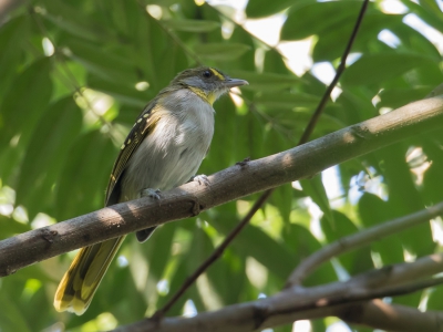 <i class='fa fa-user'></i> Paul van Giersbergen |   Geelkeelnicator  <i class='fa fa-eye'> 146</i>   <i class='fa fa-comment-o'> 1</i>