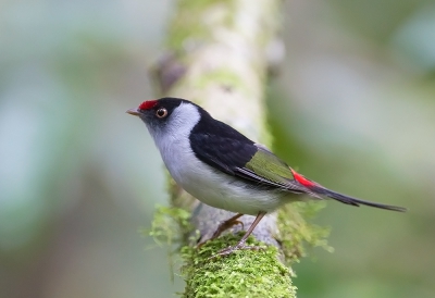 <i class='fa fa-user'></i> charlysax |   Pijlstaartmanakin  <i class='fa fa-eye'> 229</i>  <i class='fa fa-thumbs-up'> 6</i>   <i class='fa fa-comment-o'> 14</i>