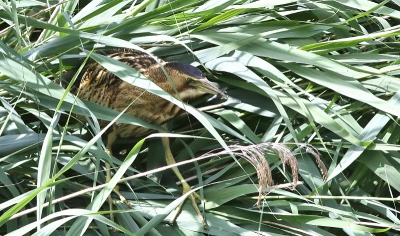 Juveniele roerdomp sluipend door het  metershoge riet,vangt iets later een blauwe platbuiklibel,Is het uit verveling of heeft hij/zij zo'n honger.Het duurt ook wel erg lang,voordat een van de ouders eindelijk terugkomt met een voorraadje voedsel voor hem/haar en zijn 3 broers en zussen.