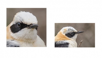 detailopname van de blonde tapuit. mogelijk geeft dit iets meer info voor de juiste determinatie westelijke of oostelijke.