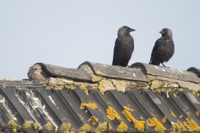 <i class='fa fa-user'></i> Marcel van der Tol |   Kauw  <i class='fa fa-eye'> 332</i>  <i class='fa fa-thumbs-up'> 3</i>   <i class='fa fa-comment-o'> 8</i>