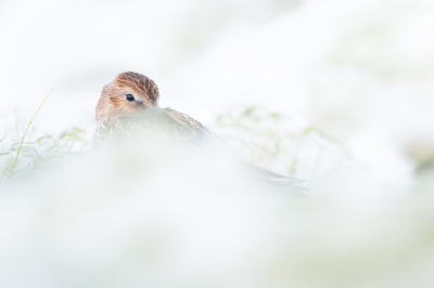 <i class='fa fa-user'></i> Hans Overduin |   Bonte Strandloper  <i class='fa fa-eye'> 260</i>  <i class='fa fa-thumbs-up'> 11</i>   <i class='fa fa-comment-o'> 8</i>