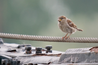 Deze mus zat op een touw boven het dek van een boot. Een van de eerste foto's genomen met mijn nieuwe camera/lens combinatie: Panasonic Lumix G9 camera en 100-400 mm Panasonic-Leica lens.