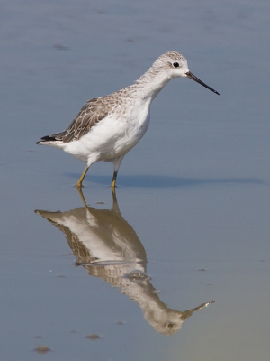 <i class='fa fa-user'></i> Robert Westerhof |   Poelruiter  <i class='fa fa-eye'> 313</i>  <i class='fa fa-thumbs-up'> 4</i>   <i class='fa fa-comment-o'> 5</i>