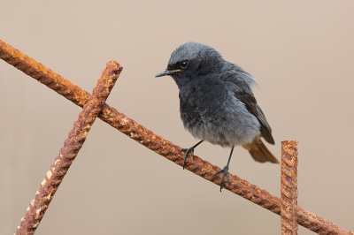 <i class='fa fa-user'></i> Luc Meert |   Zwarte Roodstaart  <i class='fa fa-eye'> 260</i>  <i class='fa fa-thumbs-up'> 6</i>   <i class='fa fa-comment-o'> 9</i>