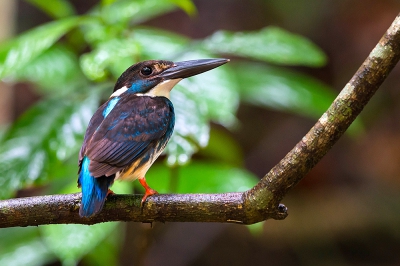 <i class='fa fa-user'></i> Nuit |   Blauwborstijsvogel  <i class='fa fa-eye'> 227</i>  <i class='fa fa-thumbs-up'> 1</i>   <i class='fa fa-comment-o'> 4</i>