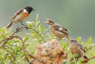 <i class='fa fa-user'></i> FransvanBoxtel |   Roodborsttapuit  <i class='fa fa-eye'> 530</i>  <i class='fa fa-thumbs-up'> 27</i>   <i class='fa fa-comment-o'> 19</i>