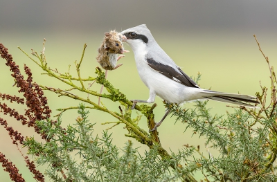 <i class='fa fa-user'></i> FransvanBoxtel |   Klapekster  <i class='fa fa-eye'> 502</i>  <i class='fa fa-thumbs-up'> 1</i>   <i class='fa fa-comment-o'> 8</i>