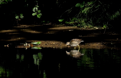 <i class='fa fa-user'></i> kruisje2000 |   Waterhoen  <i class='fa fa-eye'> 284</i>   <i class='fa fa-comment-o'> 7</i>