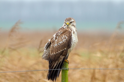 Deze buizerd kwam ik een paar jaar geleden tegen bij Ezumakeeg. Winters en in de herfst een goede plek om buizerds te fotograferen.