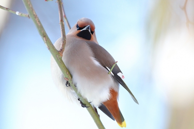 <i class='fa fa-user'></i> Alex Roetemeijer |   Pestvogel  <i class='fa fa-eye'> 374</i>   <i class='fa fa-comment-o'> 3</i>