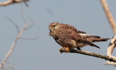Mijn vast oefenterrein veel vogels in grote weide, maar voor roofvogel moet je veel geluk hebben.