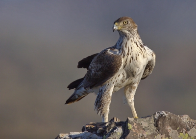 <i class='fa fa-user'></i> Boudewijn Schreiner |   Havikarend  <i class='fa fa-eye'> 768</i>  <i class='fa fa-thumbs-up'> 20</i>   <i class='fa fa-comment-o'> 18</i>