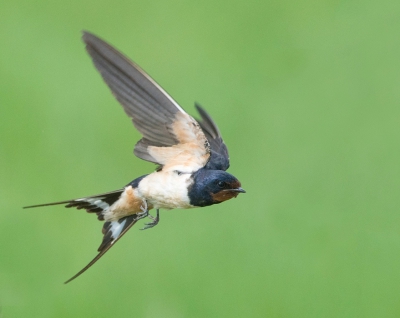 <i class='fa fa-user'></i> Ruud Scherpenisse |   Boerenzwaluw  <i class='fa fa-eye'> 329</i>  <i class='fa fa-thumbs-up'> 6</i>   <i class='fa fa-comment-o'> 8</i>