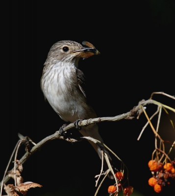 <i class='fa fa-user'></i> Gejo Wassink |   Grauwe Vliegenvanger  <i class='fa fa-eye'> 265</i>  <i class='fa fa-thumbs-up'> 10</i>   <i class='fa fa-comment-o'> 18</i>