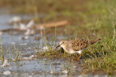 <i class='fa fa-user'></i> Kees de Jager |   Temmincks Strandloper  <i class='fa fa-eye'> 349</i>   <i class='fa fa-comment-o'> 2</i>