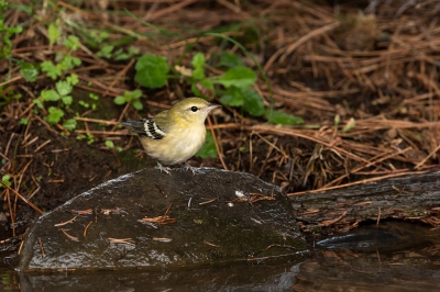 <i class='fa fa-user'></i> jan Luit |   Kastanjezanger  <i class='fa fa-eye'> 221</i>   <i class='fa fa-comment-o'> 3</i>