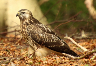 Blijf buizerds prachtige vogels vinden en als je er dan een spot zo dicht bij een wandelpad die onverstoorbaar zijn gang gaat..