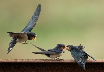 <i class='fa fa-user'></i> Wilfried Solarz |   Boerenzwaluw  <i class='fa fa-eye'> 330</i>  <i class='fa fa-thumbs-up'> 13</i>   <i class='fa fa-comment-o'> 11</i>