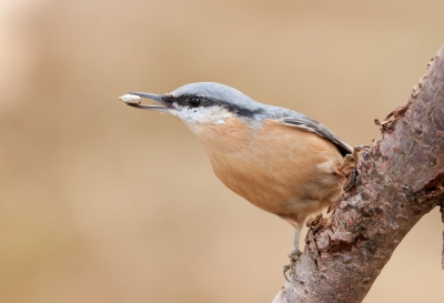 Een van de mede campinggasten had een voederplek gemaakt voor mezen en dergelijke. Ik mocht een ochtend langskomen met mijn camera en deze boomklever meldde zich ook na verloop van tijd. Prachtige vogel!