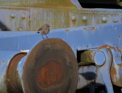 <i class='fa fa-user'></i> sieb |   Zwarte Roodstaart  <i class='fa fa-eye'> 418</i>  <i class='fa fa-thumbs-up'> 5</i>   <i class='fa fa-comment-o'> 11</i>