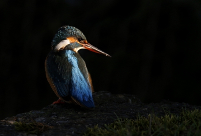 <i class='fa fa-user'></i> Gejo Wassink |   IJsvogel  <i class='fa fa-eye'> 442</i>  <i class='fa fa-thumbs-up'> 14</i>   <i class='fa fa-comment-o'> 13</i>