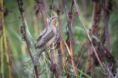 <i class='fa fa-user'></i> Hans Overduin |   Draaihals  <i class='fa fa-eye'> 461</i>  <i class='fa fa-thumbs-up'> 12</i>   <i class='fa fa-comment-o'> 12</i>