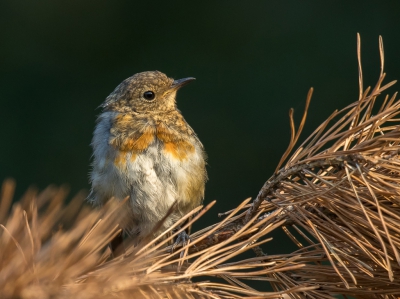<i class='fa fa-user'></i> loek van de Leur |   Roodborst  <i class='fa fa-eye'> 198</i>  <i class='fa fa-thumbs-up'> 1</i>   <i class='fa fa-comment-o'> 5</i>