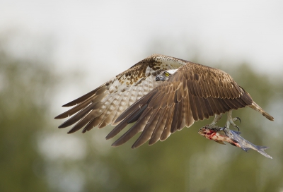 <i class='fa fa-user'></i> natuurflits |   Visarend  <i class='fa fa-eye'> 465</i>  <i class='fa fa-thumbs-up'> 13</i>   <i class='fa fa-comment-o'> 12</i>