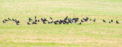 <i class='fa fa-user'></i> jan Luit |   Amerikaanse Kraai  <i class='fa fa-eye'> 213</i>   <i class='fa fa-comment-o'> 0</i>