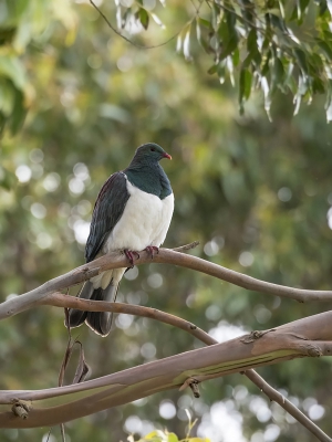 <i class='fa fa-user'></i> Bert Ooms |   Nieuw-Zeelandse Duif  <i class='fa fa-eye'> 186</i>  <i class='fa fa-thumbs-up'> 1</i>   <i class='fa fa-comment-o'> 2</i>