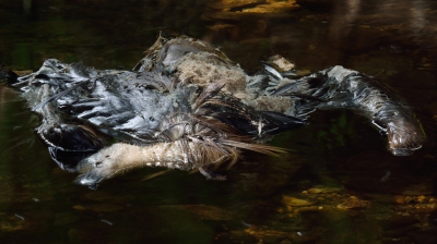 Wanneer ik naar de Rio Almonte ga, kan ik iedere keer weer van alles verwachten. Daar ben ik inmiddels wel zon beetje op voorbereid. Maar een dode Vale gier midden in het water, daar schrok ik echt wel van. 
Voor het eerst een dode gier gezien en wat een triest gezicht is dat...
Deze hele grote aaseter wordt nu opgegeten door allerlei kleine aasetertjes.
En zo wordt tie toch weer opgenomen in de natuur.