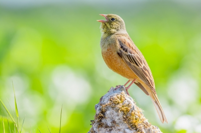 <i class='fa fa-user'></i> FransvanBoxtel |   Ortolaan  <i class='fa fa-eye'> 430</i>  <i class='fa fa-thumbs-up'> 12</i>   <i class='fa fa-comment-o'> 12</i>